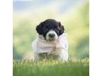 Portuguese Water Dog Puppy for sale in Williamsport, PA, USA