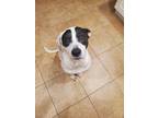 Adopt Derby a White - with Black Border Collie / Mutt / Mixed dog in Winter