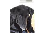 Adopt Lucy a Black Labrador Retriever / Mixed dog in Lilburn, GA (38952413)
