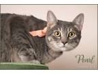 Adopt Pearl a Gray, Blue or Silver Tabby Egyptian Mau (short coat) cat in