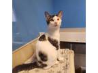 Adopt Phantom a White Domestic Shorthair / Mixed cat in Mankato, MN (38952406)