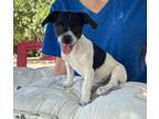 Adopt Pixie a Black - with White Rat Terrier / Mixed dog in Temecula