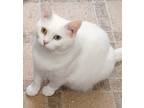 Adopt Sugar (CP) a White Domestic Shorthair (short coat) cat in Carlisle