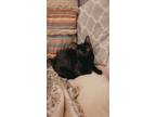Adopt Penelope a All Black Domestic Shorthair / Mixed (short coat) cat in West