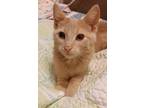 Adopt Toast a Cream or Ivory Domestic Shorthair (short coat) cat in Sioux Falls
