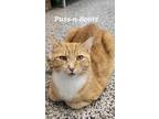 Adopt Puss-N-Boots a Domestic Shorthair / Mixed (short coat) cat in