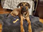 Adopt Evie a Brown/Chocolate - with Black German Shepherd Dog / American Pit