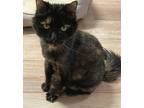Adopt Nina a Domestic Longhair / Mixed (short coat) cat in Lawrenceville