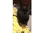 Adopt Ellie a All Black Bombay / Mixed (medium coat) cat in Burnsville