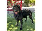 Adopt Heidi a Black Goldendoodle / Mixed dog in Temecula, CA (38952299)