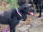 Adopt Roux a Black - with White Australian Cattle Dog / Labrador Retriever /