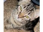 Adopt Bear a Gray or Blue (Mostly) Domestic Shorthair cat in Twin Falls