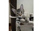 Adopt Allie a Gray, Blue or Silver Tabby Domestic Shorthair (short coat) cat in