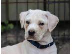 Adopt Judson a Tan/Yellow/Fawn Mixed Breed (Medium) / Mixed dog in Palos