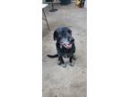 Adopt Max a Black Labrador Retriever / Mixed dog in Irving, TX (38951916)