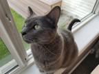 Adopt Brita a Gray or Blue American Shorthair cat in Otsego, MN (38951902)