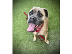 Adopt Beastie a Brindle Cane Corso / Mixed dog in Daytona Beach, FL (38951886)