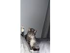 Adopt Sammie a Gray or Blue American Shorthair / Mixed (short coat) cat in