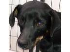Adopt 66015 a Black Mixed Breed (Medium) / Mixed dog in Las Cruces