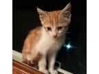 Adopt Apricot a Orange or Red Domestic Shorthair / Mixed cat in Rochester