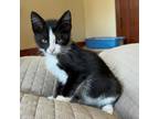 Adopt Panda a All Black Domestic Shorthair / Mixed cat in Rochester
