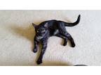 Adopt Selena a Black (Mostly) American Shorthair (short coat) cat in Raleigh