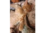 Adopt Happy a Orange or Red Tabby Domestic Shorthair (short coat) cat in Sioux