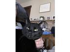 Adopt Spooky a All Black Domestic Shorthair / Mixed (short coat) cat in