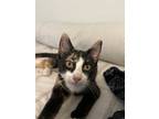 Adopt Gio a Calico or Dilute Calico Calico / Mixed (short coat) cat in San