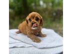 Cavapoo Puppy for sale in Hico, TX, USA