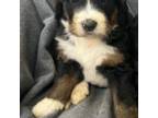 Mutt Puppy for sale in Hico, TX, USA