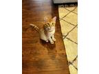 Adopt Cheddar a Orange or Red Tabby Tabby / Mixed (short coat) cat in Roanoke