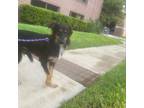 Adopt Rhoe a Black Shepherd (Unknown Type) / Mixed dog in Houston, TX (38951790)