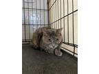 Adopt Meg a Calico or Dilute Calico Domestic Shorthair (short coat) cat in Byron