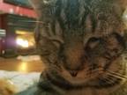 Adopt Zuse a Gray or Blue Domestic Shorthair / Mixed (short coat) cat in