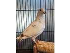 Adopt Blondie a Pigeon bird in Monterey, CA (38951687)