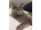 Adopt Pablo a Gray or Blue Russian Blue / Mixed (short coat) cat in Ogden
