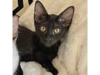 Adopt Mousse a All Black Domestic Shorthair / Mixed cat in Fort Worth