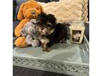 Mutt Puppy for sale in Hesperia, CA, USA