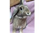 Adopt Rhysand a Agouti Lop, French / Mixed (short coat) rabbit in Edinburg
