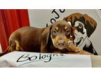 Adopt Bologna a Brown/Chocolate - with Tan Hound (Unknown Type) / German