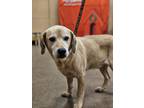 Adopt Buddy Brisket a Tan/Yellow/Fawn Labrador Retriever / Mixed dog in Broken