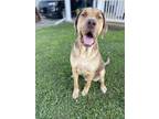 Adopt Bear a Brown/Chocolate - with White Mutt / Hound (Unknown Type) / Mixed