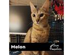 Adopt Melon a Tan or Fawn Tabby Tabby (short coat) cat in Dallas, TX (38951571)