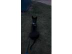 Adopt Shadow a Black German Shepherd Dog / Labrador Retriever / Mixed dog in San