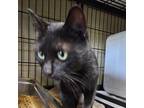 Adopt Ace a All Black Domestic Shorthair / Mixed cat in Columbus, NC (38951535)