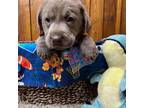 Akc Silver Lab