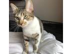 Adopt Oscar a Brown or Chocolate Domestic Shorthair / Mixed cat in Escondido