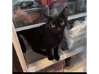 Adopt Tom a All Black Domestic Mediumhair / Mixed cat in Escondido