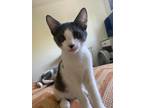 Adopt TREFOIL -FFPR a Gray or Blue Domestic Shorthair (short coat) cat in Walnut